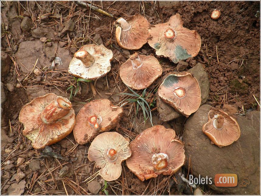 Rovellons vermells del marge màgic.